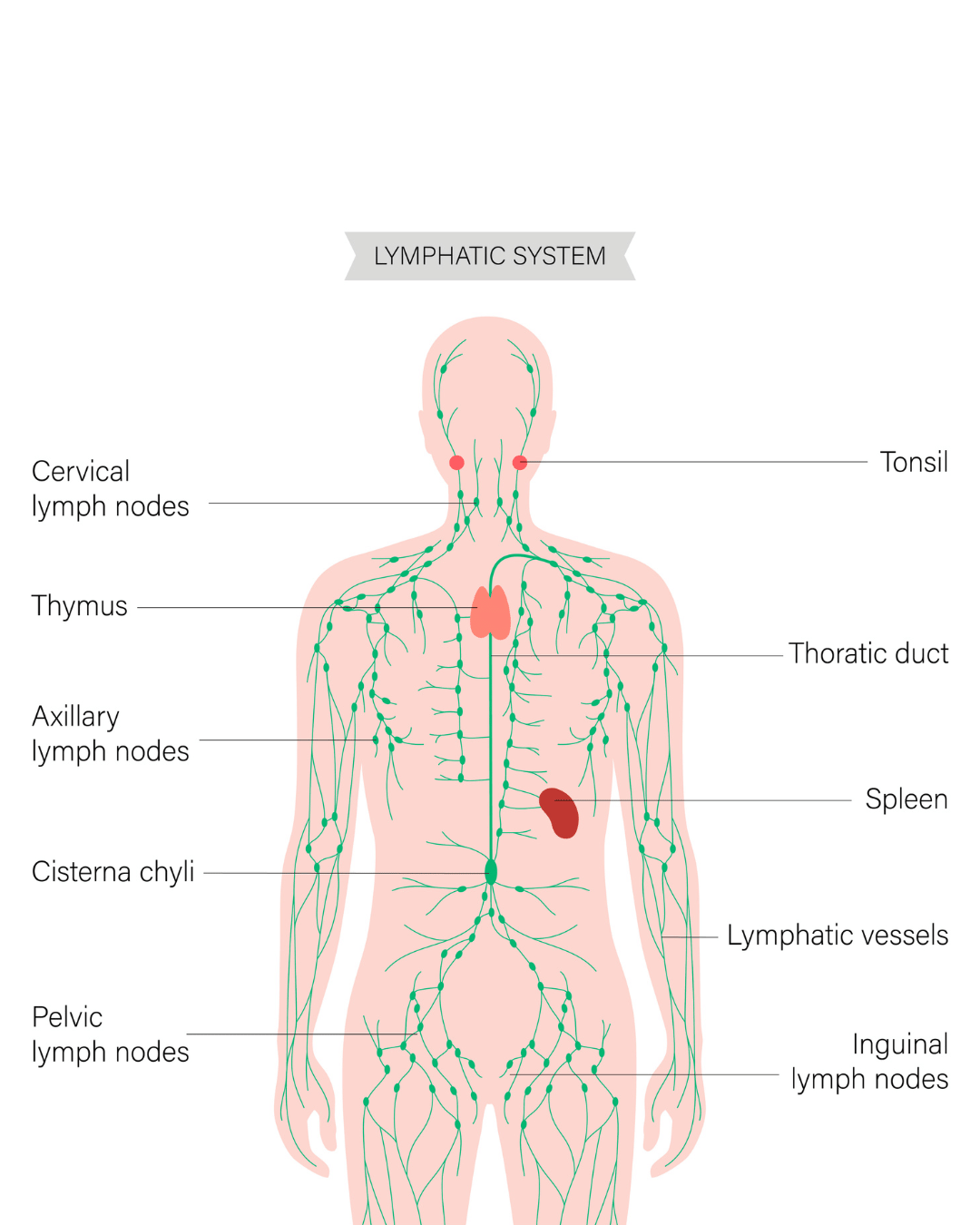 lymphatic system in the body